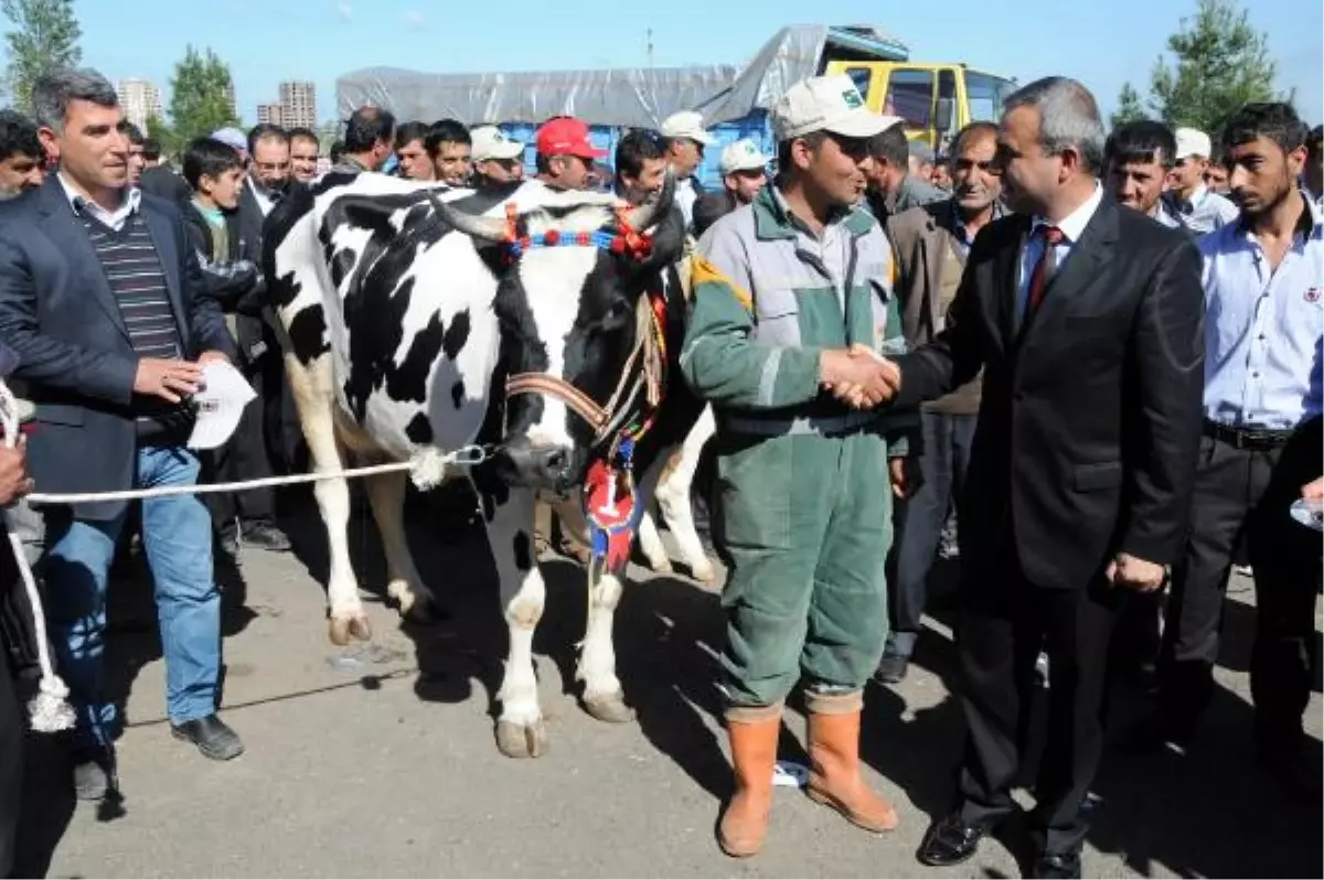 Tarım Fuarında En Güzel İnek ve Buzağı Yarışması