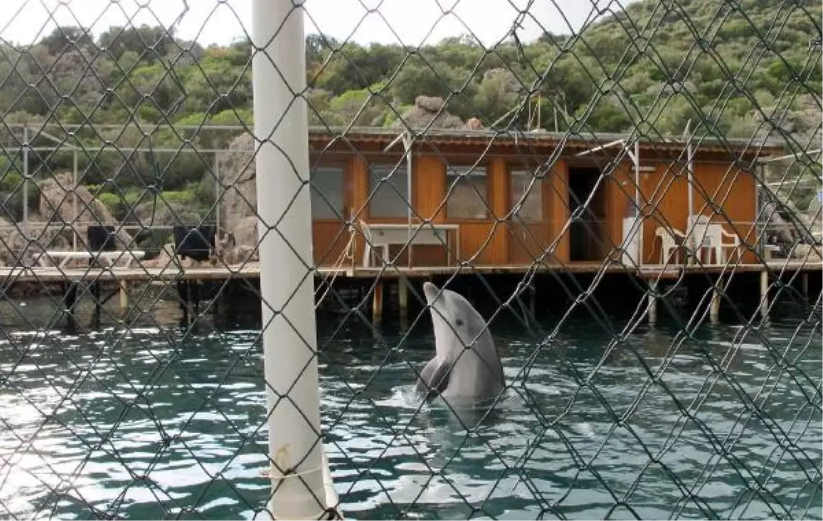 Alman Yunus ve Balina Koruma Kuruluşu, Protesto İçin Kaş'a Geliyor