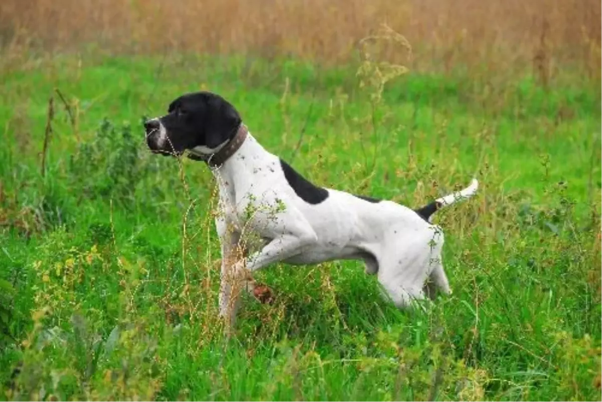 Av Köpekleri Selçuk\'ta Yarışacak