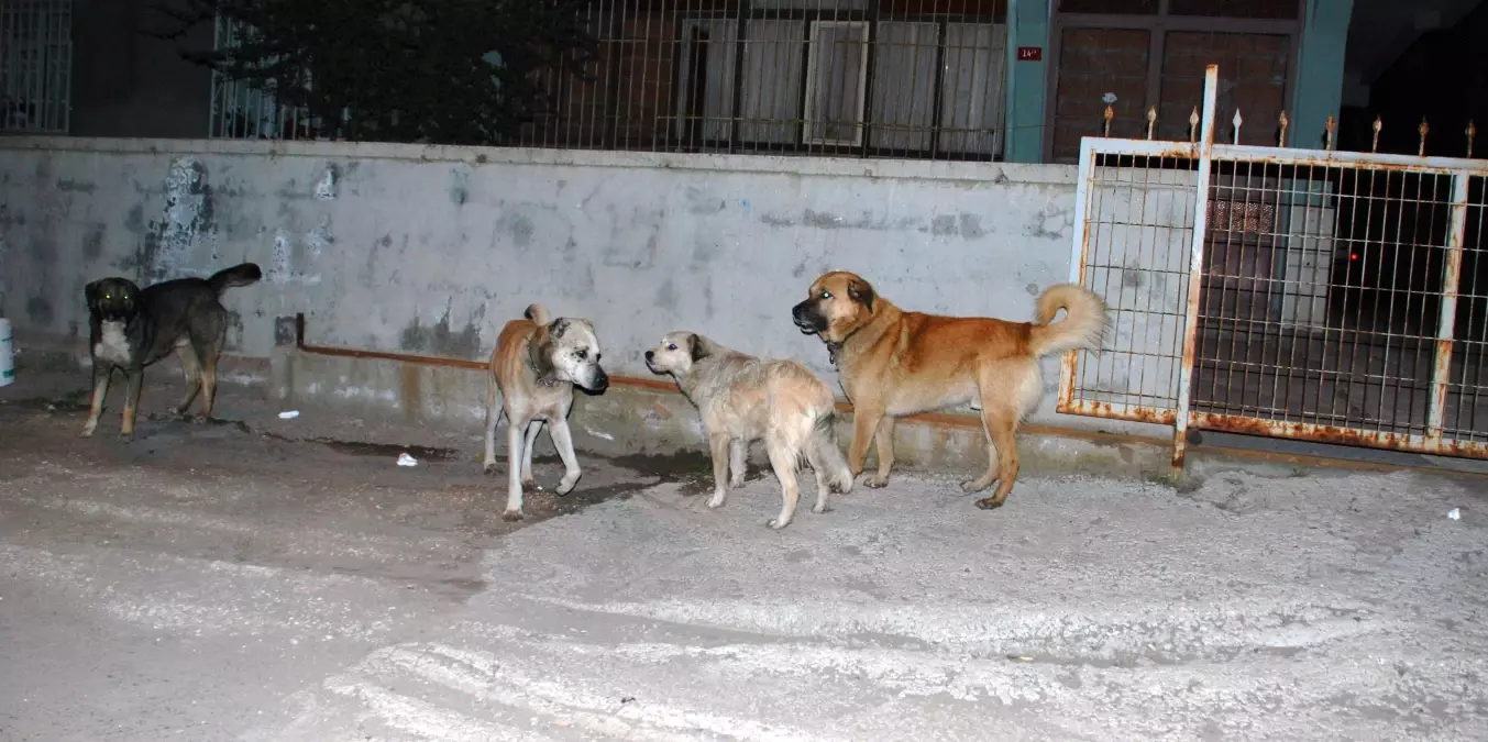 Çorum\'da Sahte Köpek Timi Alarmı