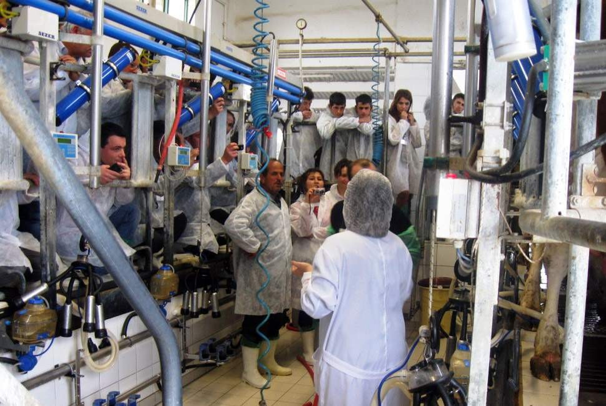 Büyükşehir'den Süt Üreticilerine Uygulamalı Eğitim