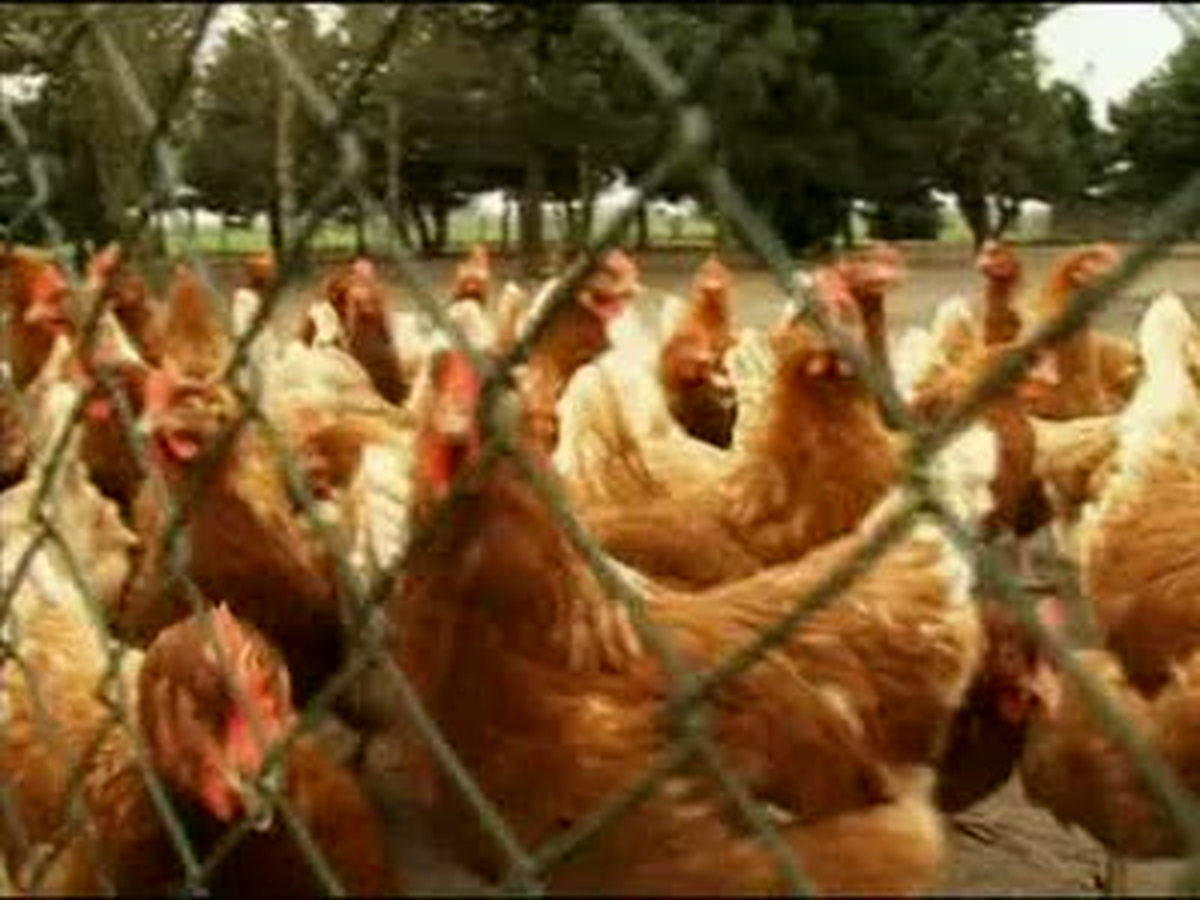 Dioksin Tespit Edilen 2 Çiftlik Kapatıldı
