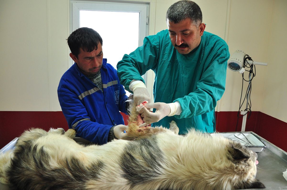 Tüfekle Vurulan Köpeğe Belediye Sahip Çıktı