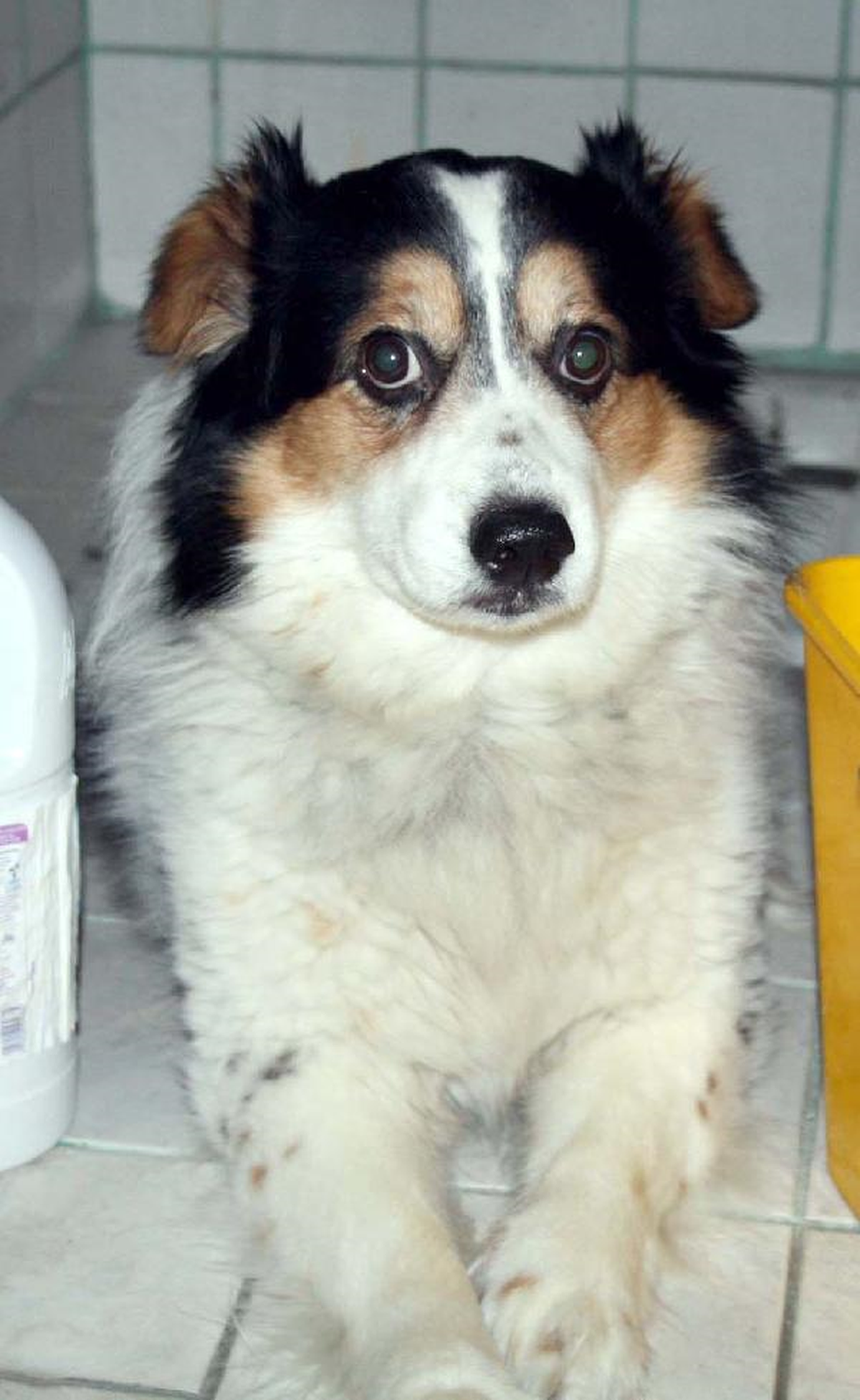 Zabıtadan Evde Beslenen Köpeğe Uzaklaştırma Tutanağı