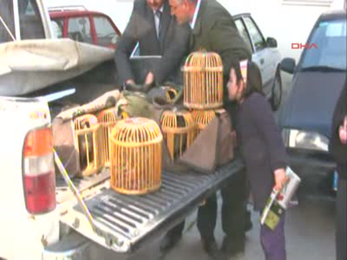 Canlı Mühre ile Kaçak Keklik Avı