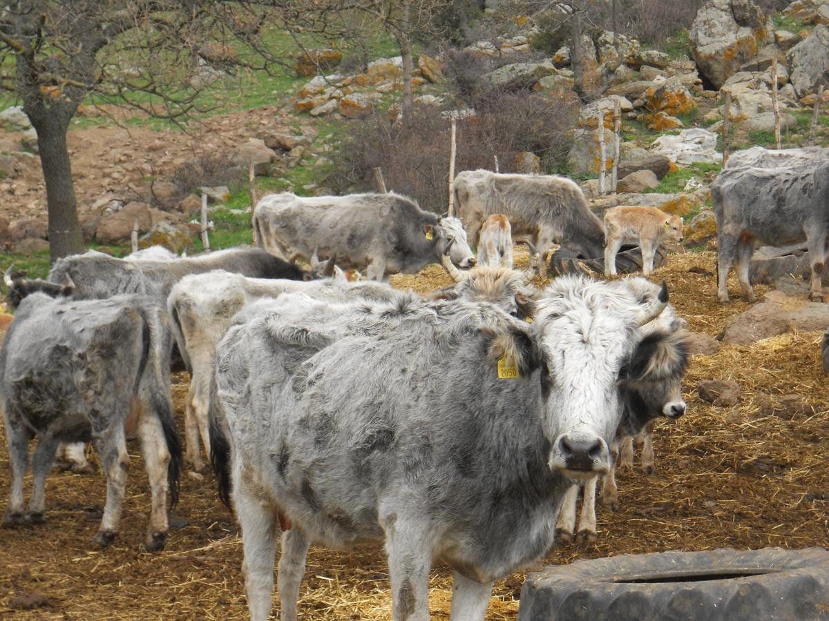 Nesli Tükenen Boz Irk'lar Buzağıladı
