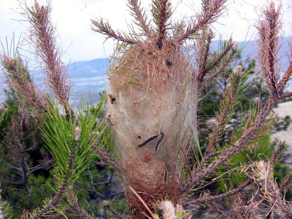 Orman Zararlısı Çam Kese Böceği ve Tırtıl Mücadelesi