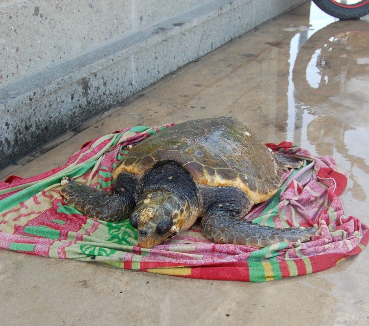 Yaralı Caretta Caretta\'nın Yardımına Vatandaşlar Yetişti
