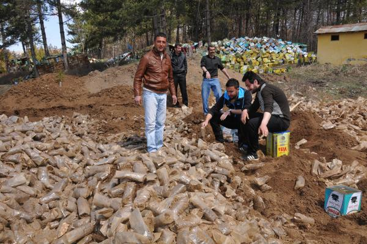 Cezaevinden Çıkıp Orman İşçisi Oldular