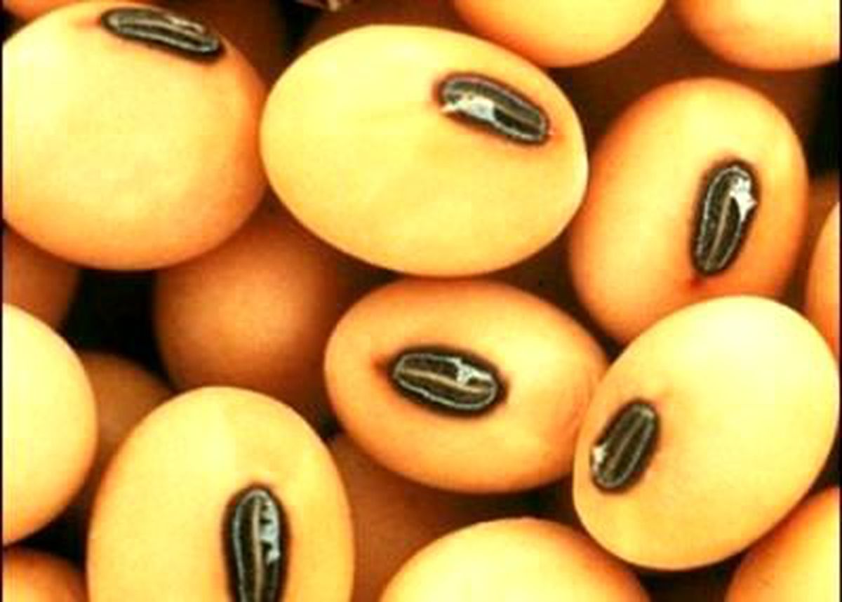 İspanya Arjantin Arasında Soya Gerilimi