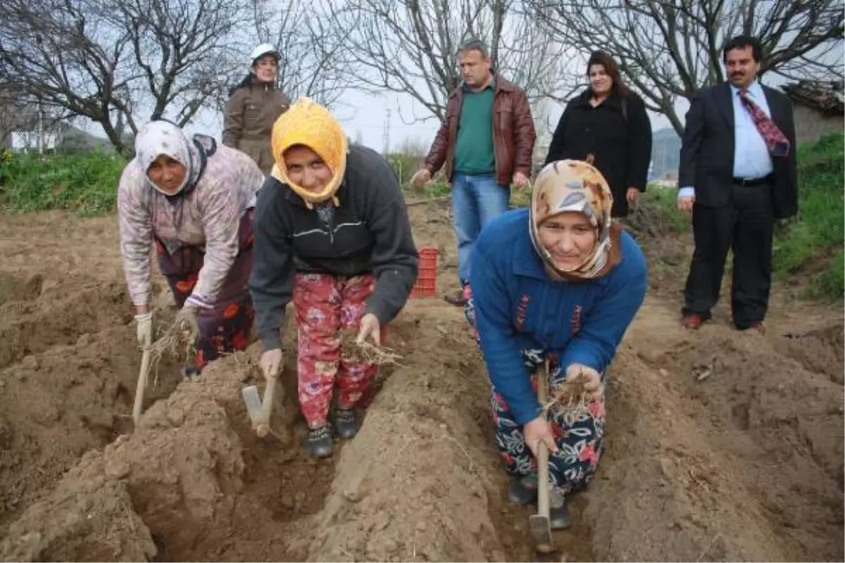 \'Kuşkonmaz\' Tireli Çiftçinin Yeni Umudu