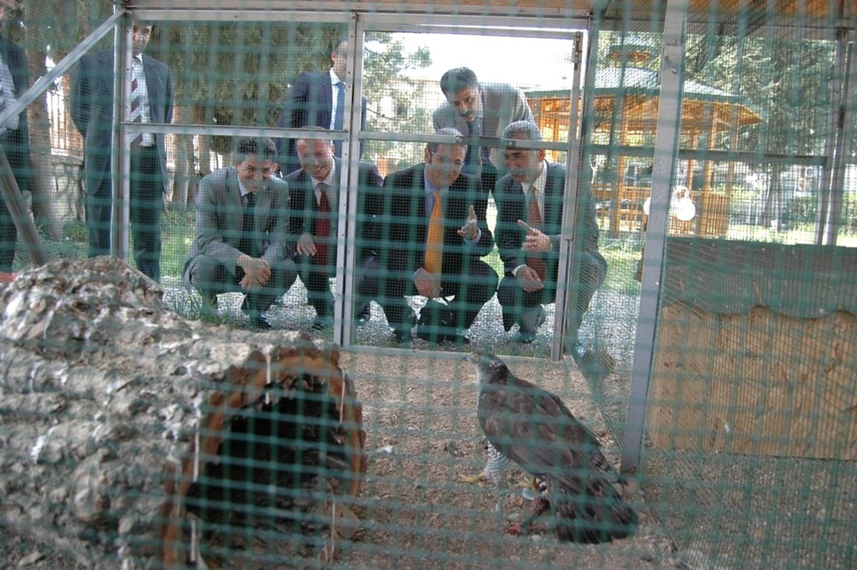 Yaralı Şahine Belediye Sahip Çıktı.