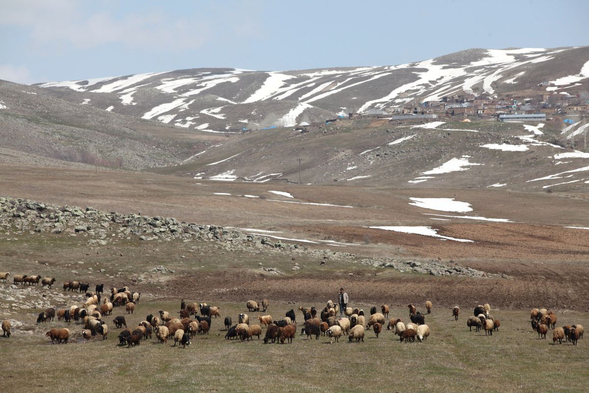 Havalar Isınınca Hayvanlar Meralara Bırakıldı