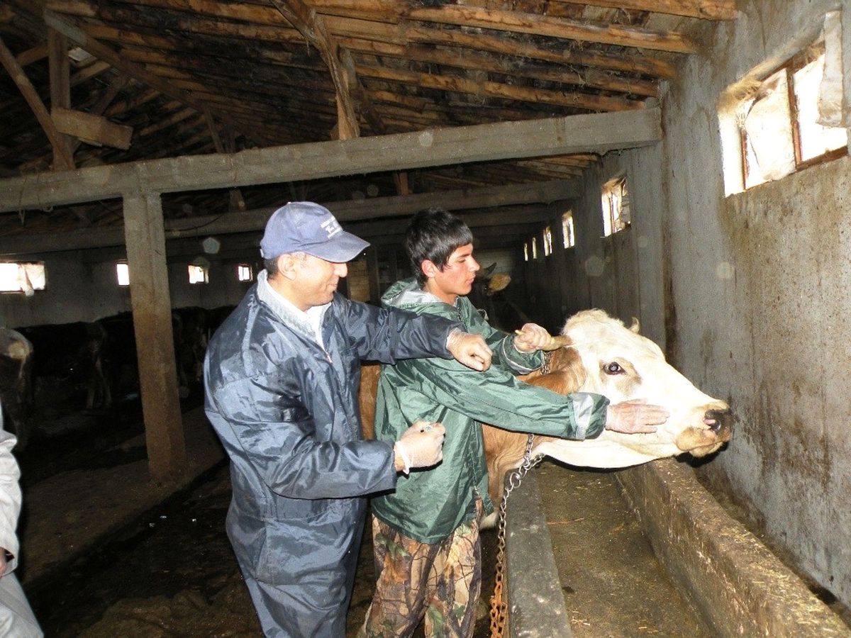 Hayvan Aşılamalarında Yeni Yöntem