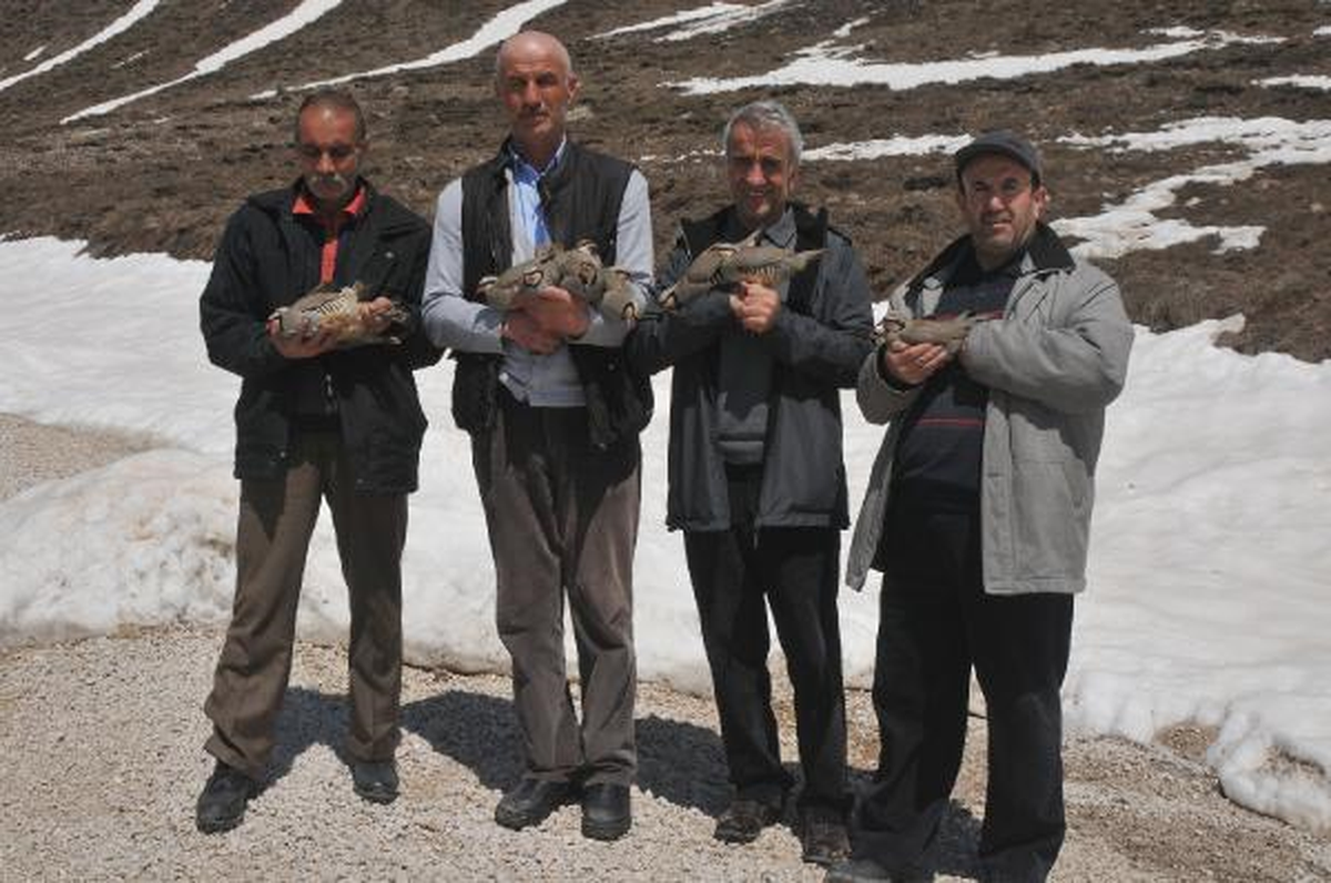 Karda Koruma Altına Aldıkları Keklikleri Doğaya Bıraktılar