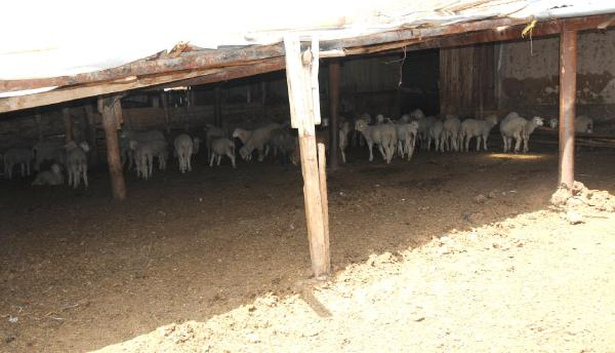 Köpeği Zehirleyip, Ağıldaki 60 Koyunu Çaldılar