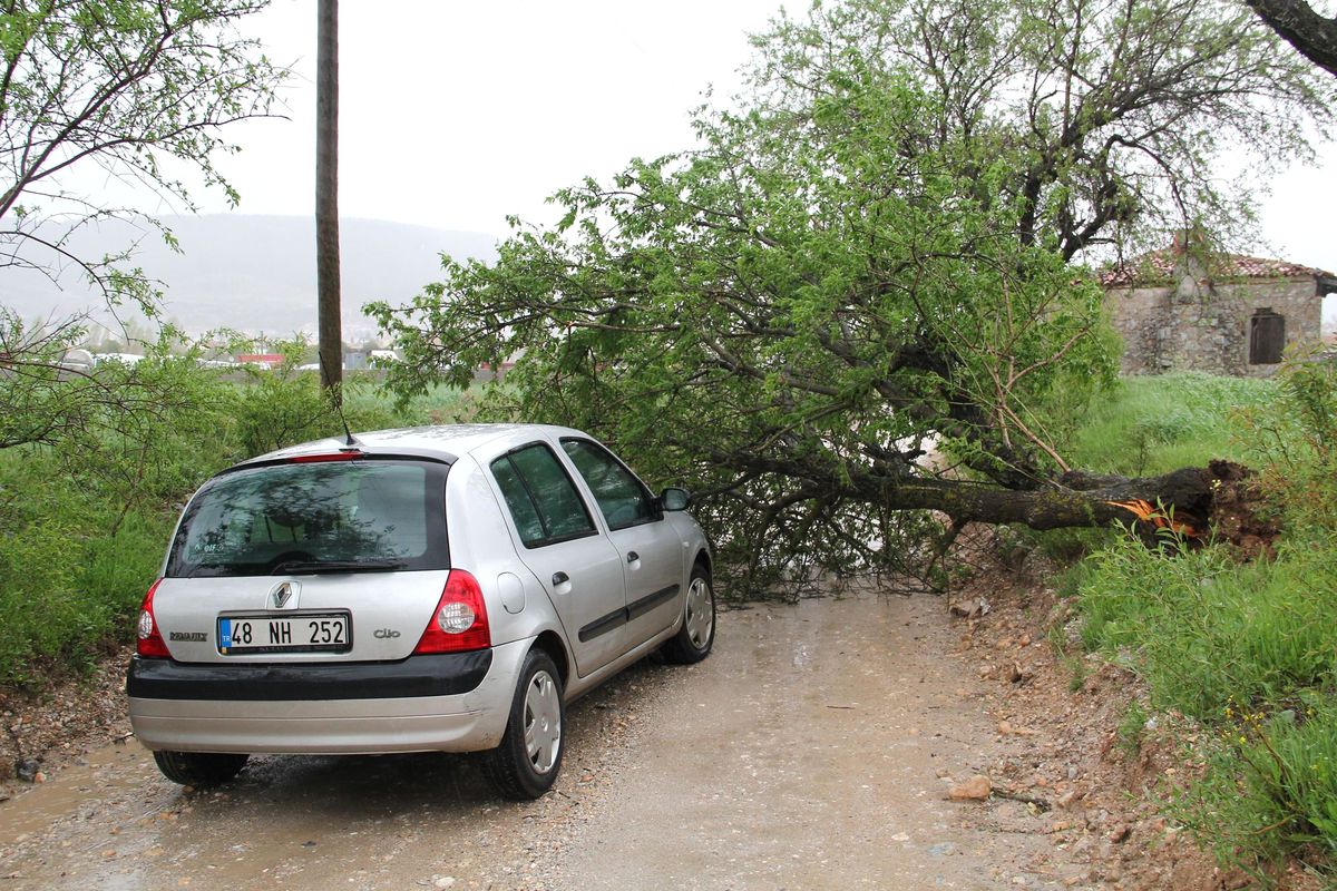 Muğla\'da Fırtına Ağaçları Devirdi