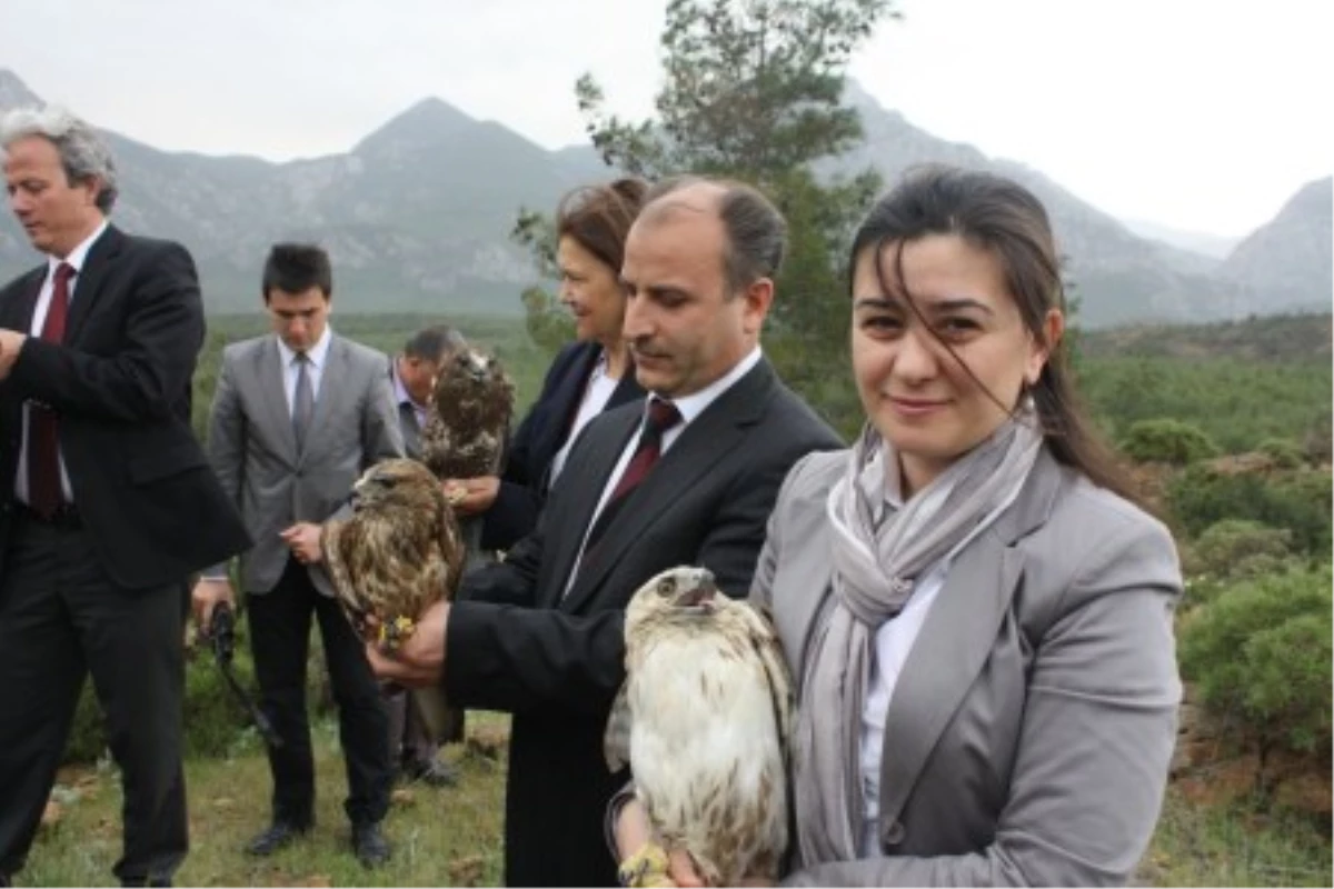 Şahinler Doğal Yaşama Bırakıldılar