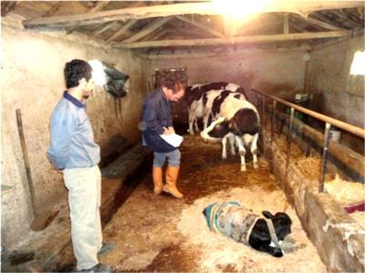 Adapazarı'ndaki Hayvan Pazarı, Şap Hastalığı Yüzünden Kapatıldı