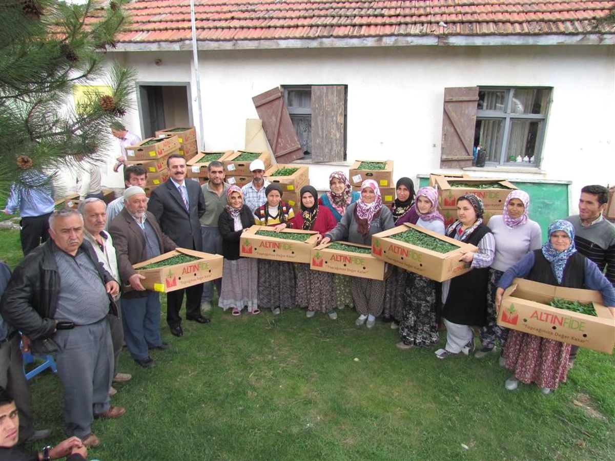 Çiftçilere Sebze Fidesi Dağıtımı Yapıldı
