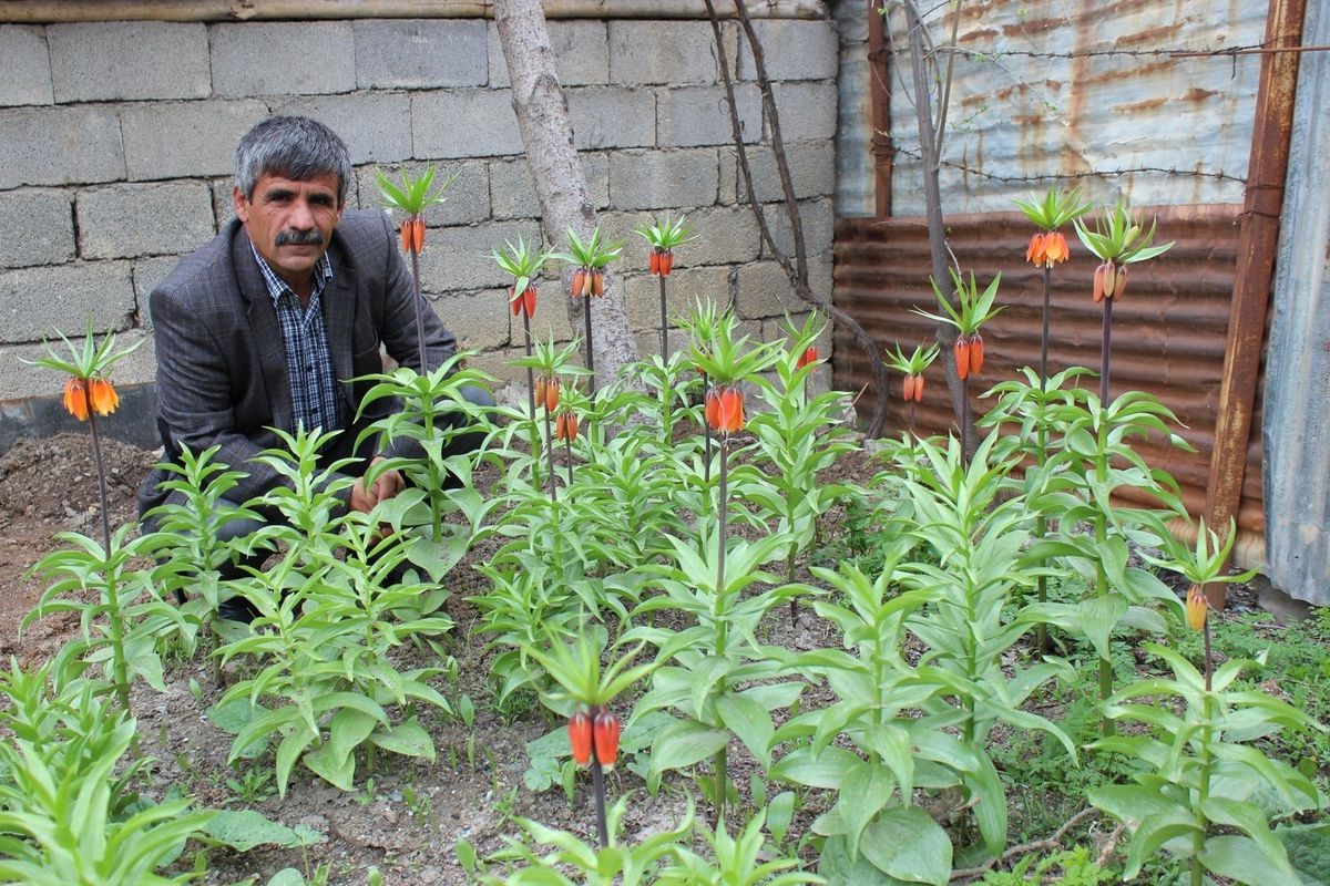 Hakkari\'de Ters Lale Mevsimi