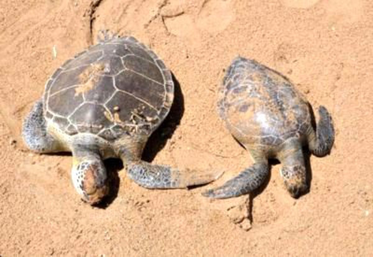 İki Caretta Caretta Ölüsü Sahile Vurdu