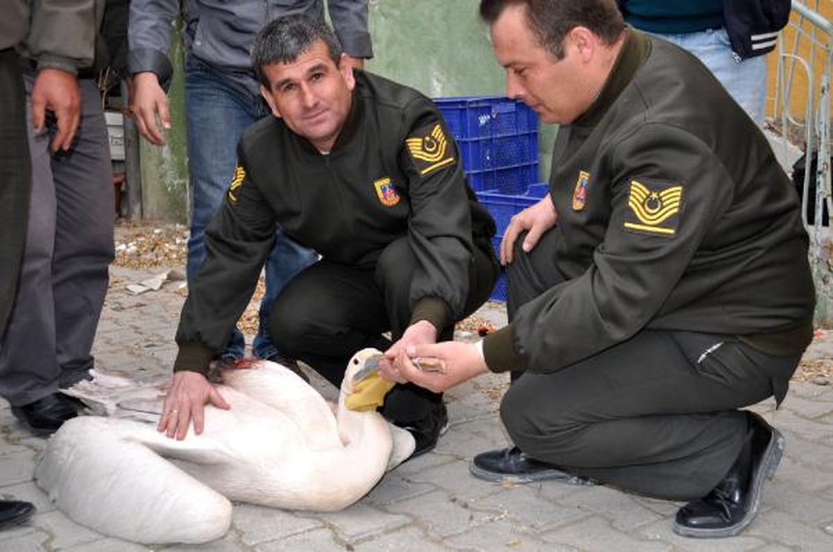 Kanadı Kırılan Pelikana Jandarma Sahip Çıktı
