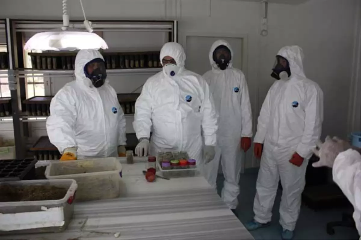 Sakarya\'da Böceksavar Böcek Üretiliyor