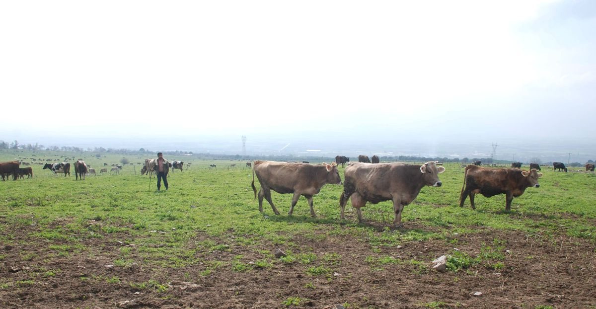 Aydın\'da Kaçak Sperm Soruşturması