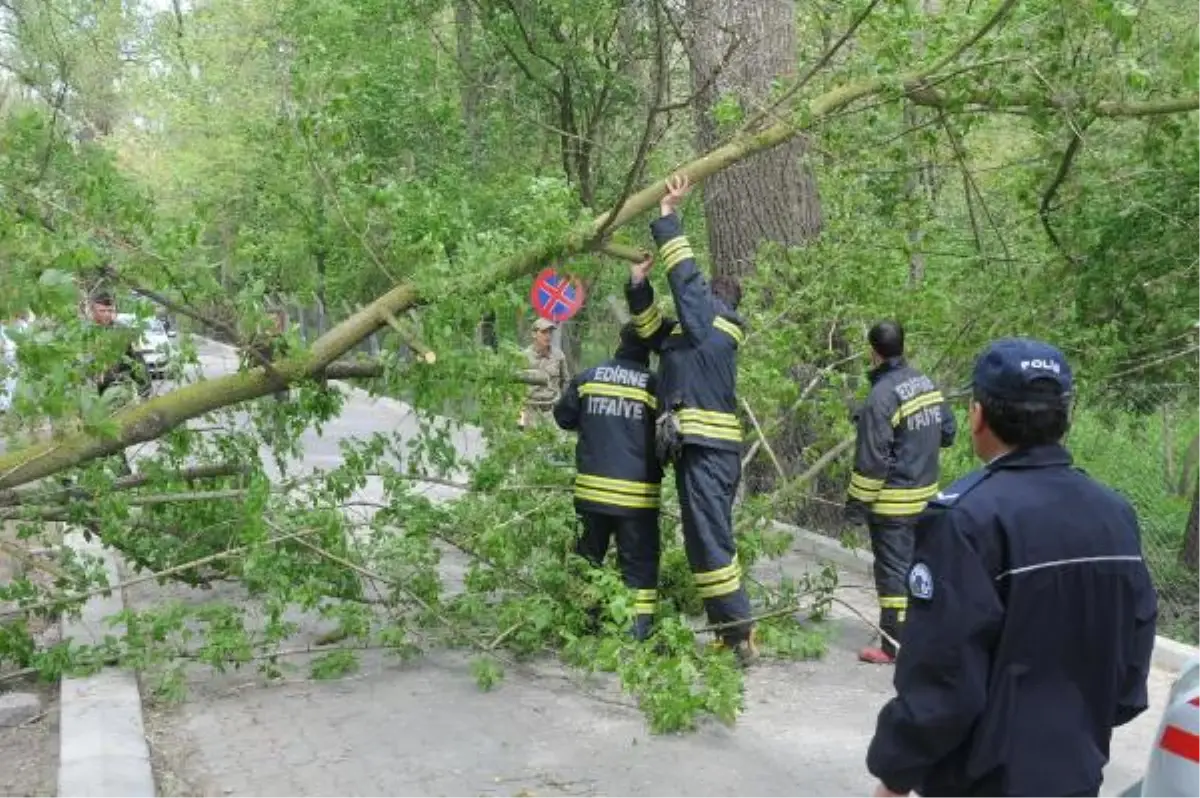 Devrilen Ağacın Altında Kaldılar
