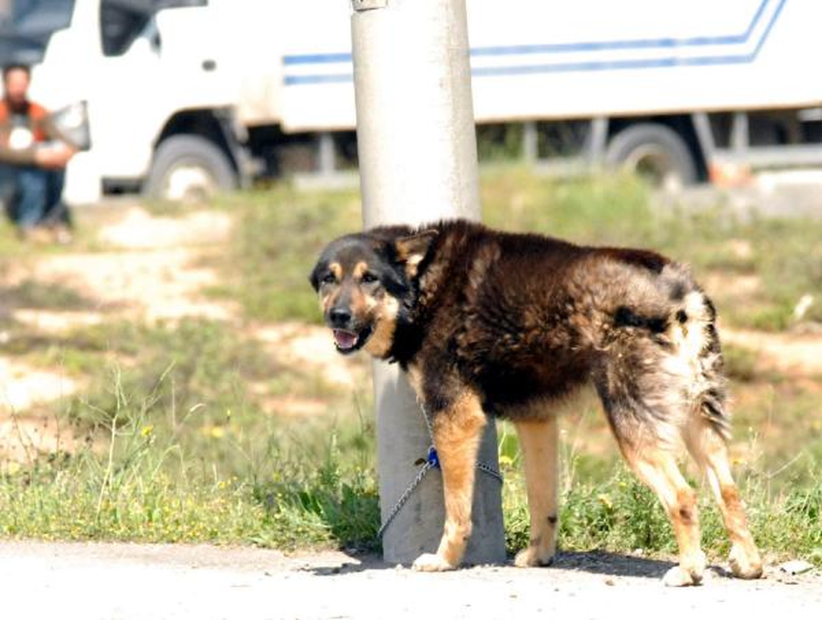 Gebze'de Plastik Fabrikası Yandı