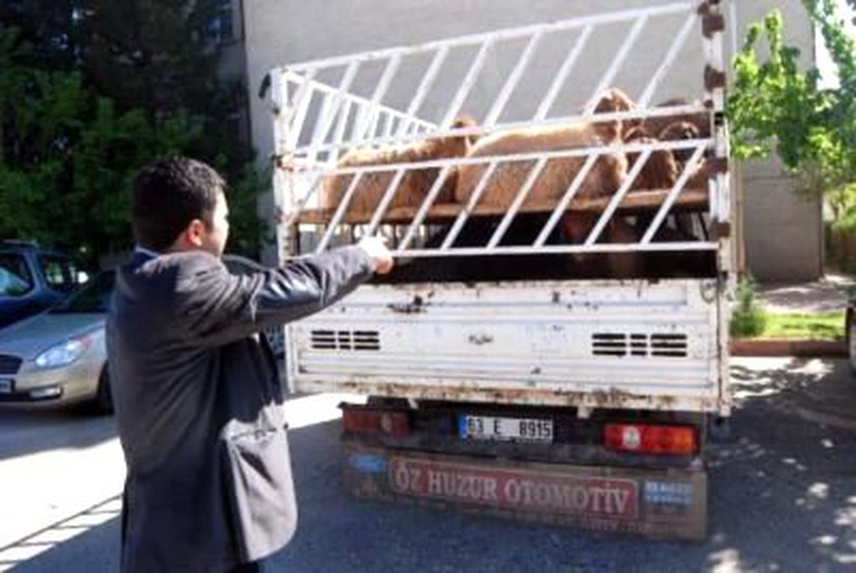Nizip\'te 48 Kaçak Koyun Ele Geçirildi