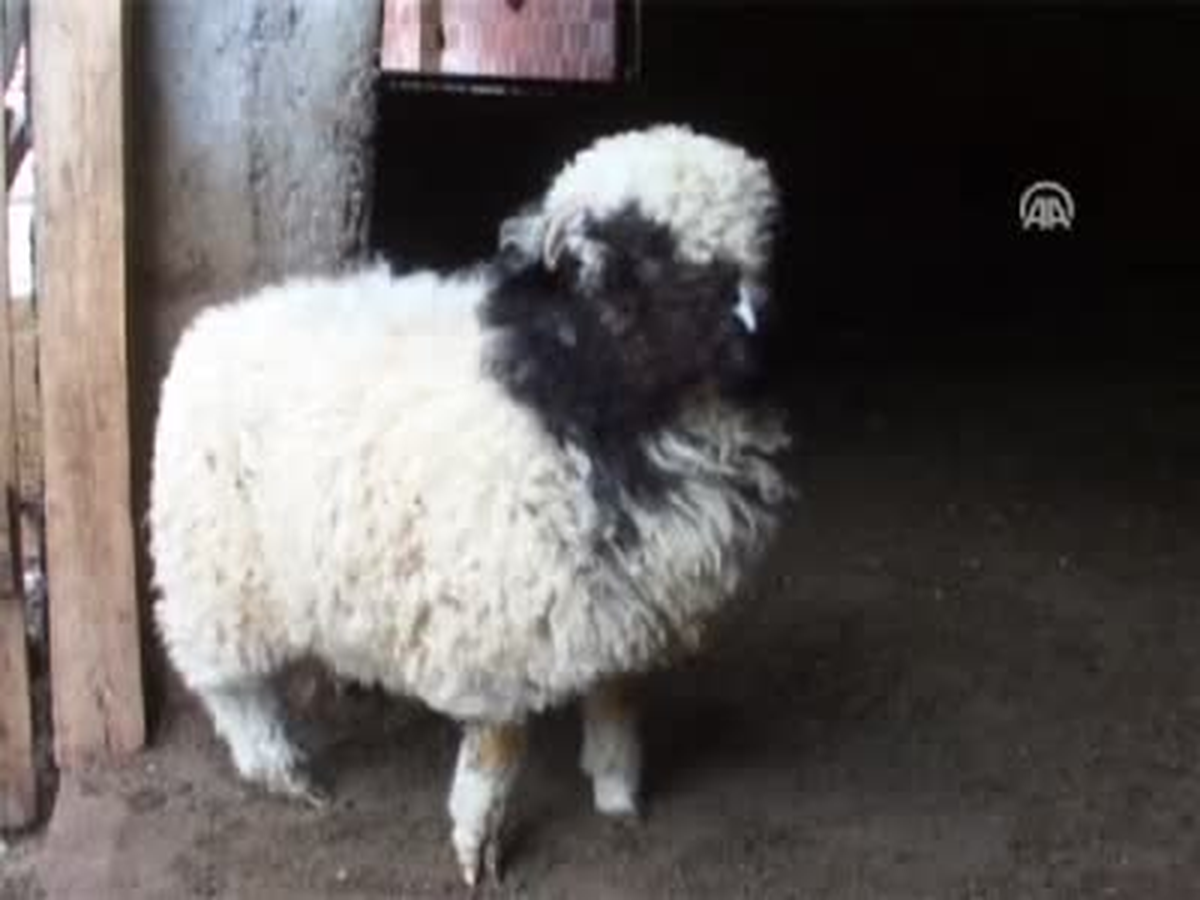 Üç Ayaklı Kuzu "Kıvırcık"