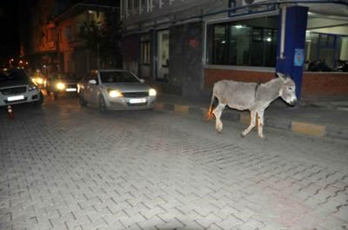 Başıboş Eşek Soma\'da Trafiği Aksattı