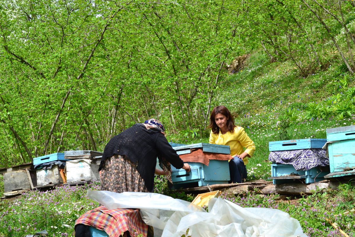 Dagem Düzce İli'nde Arıcılık Veri Tabanını Oluşturuyor