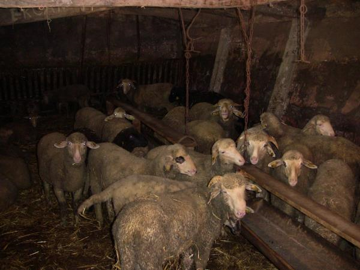 Koyunları Çalındı, Kuzuları Biberonla Besliyor