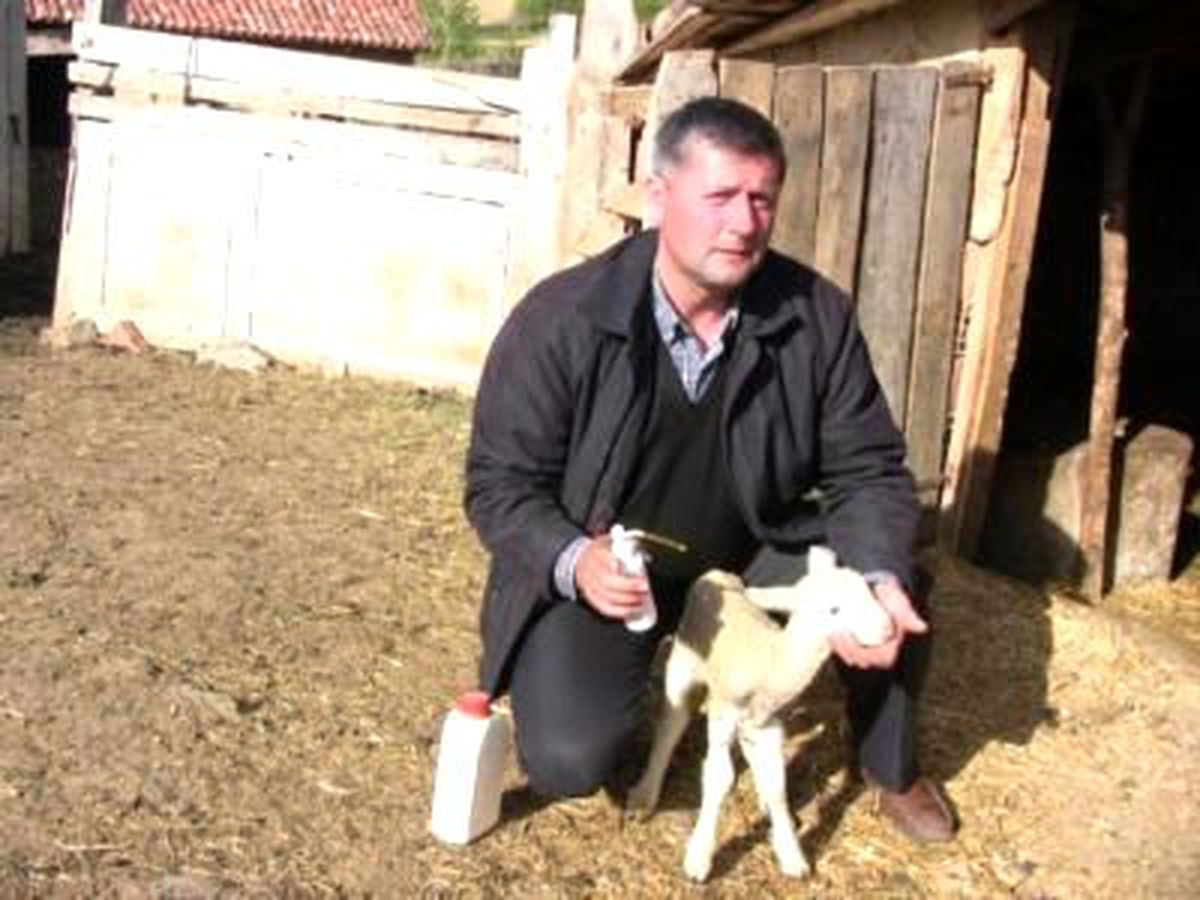 Kuzularını Biberonla Besliyor