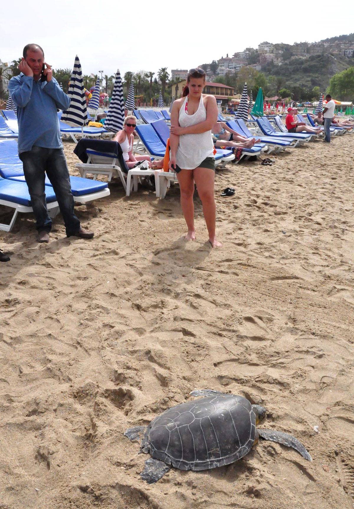Ölü Caretta Caretta Sahile Vurdu