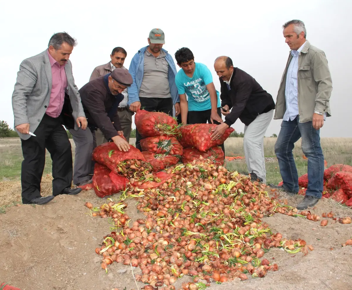 (Özel Haber) Üreticiler: 'Soğanlarımızı Çöpe Dökeceğiz'
