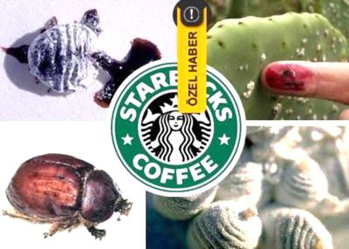 Starbucks Böcekten Vazgeçti