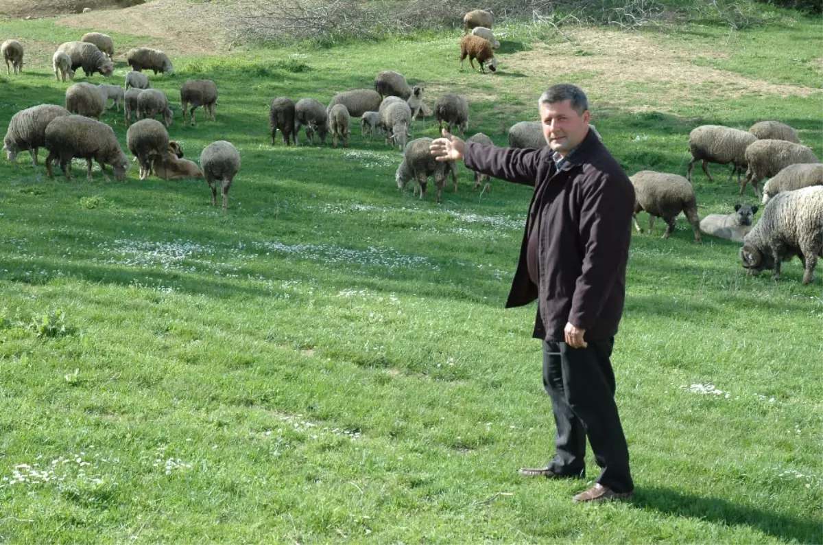 Tekirdağ\'da Ağıldan 80 Koyun Çalındı