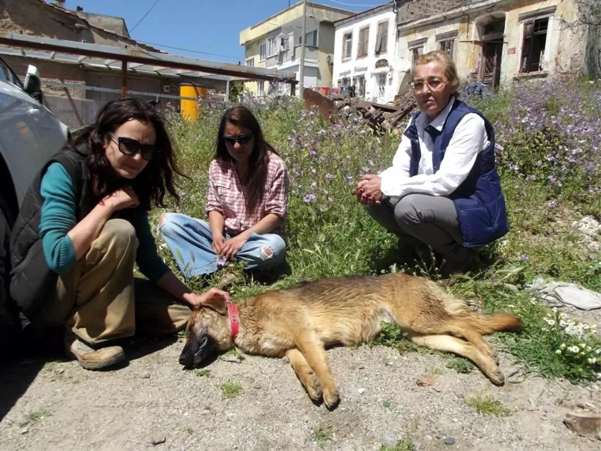 Cunda Adası\'ndaki Köpek Katliamına İlginç İddia