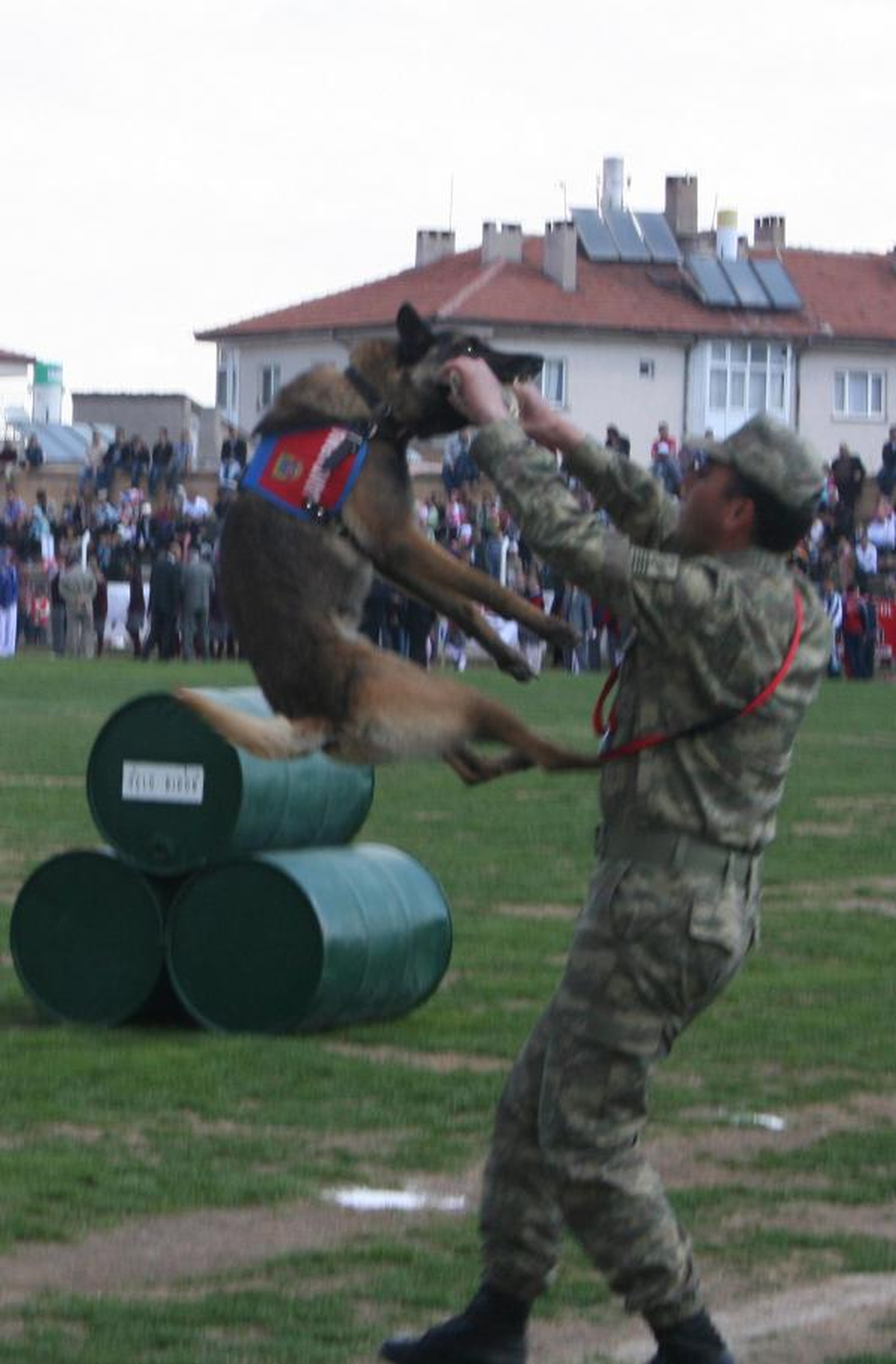 Jakem\'de Eğitilen Köpeklerin Gösterisi