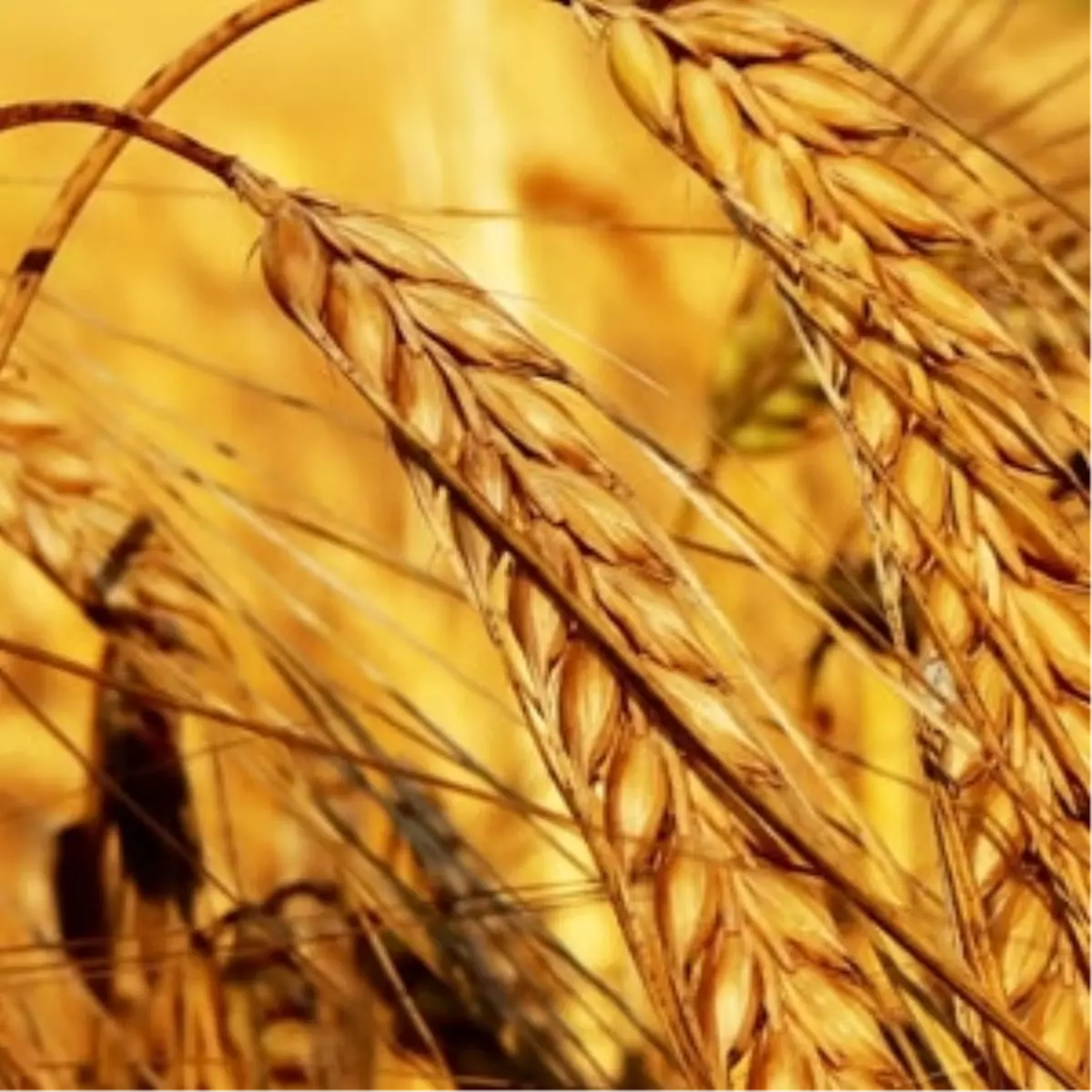 Kumluca Belediyesi Geleneksel 13. Tarım ve Seracılık Festivali