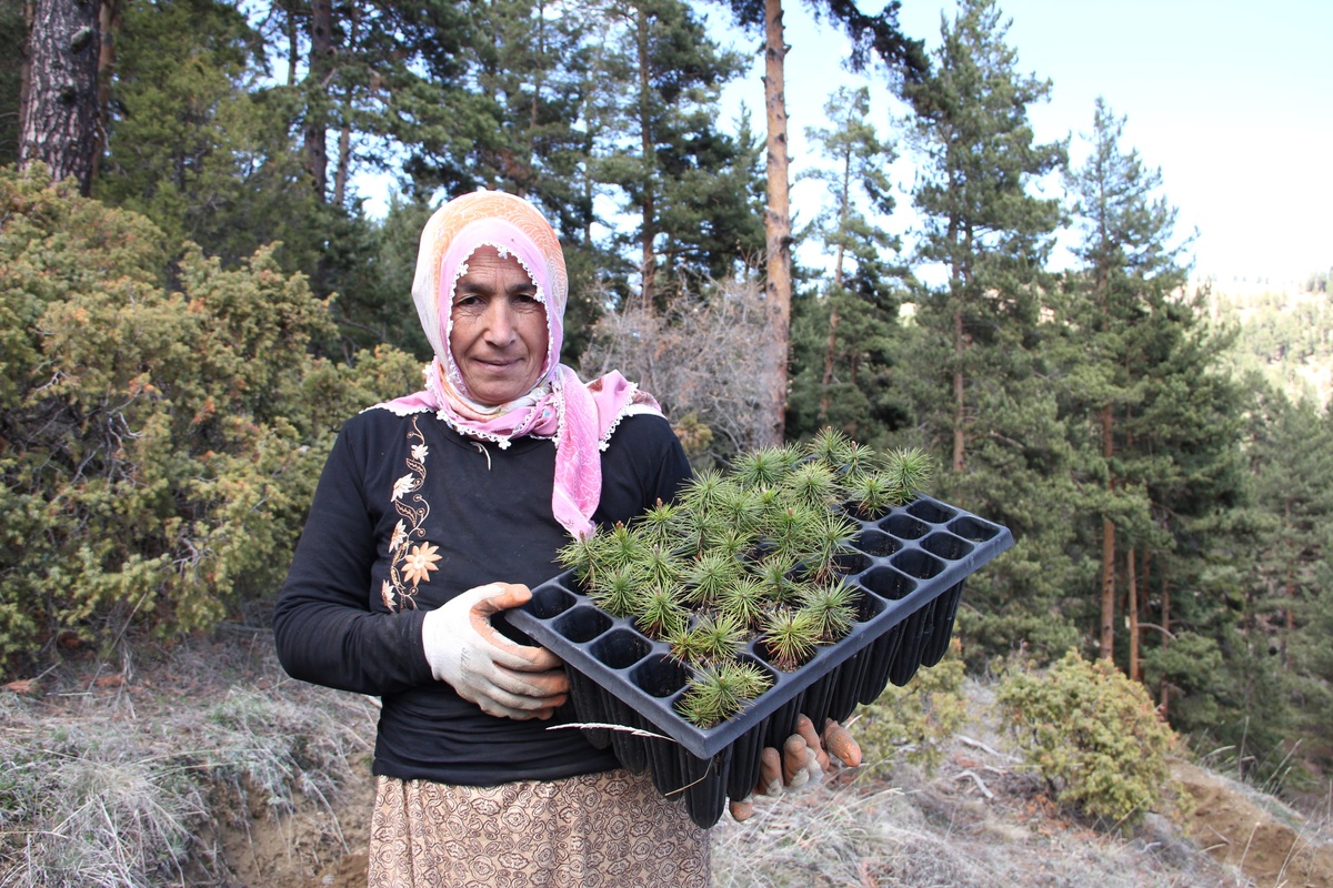 Oltulu Kadınlar Fidan Dikerek Geçimlerini Sağlıyorlar