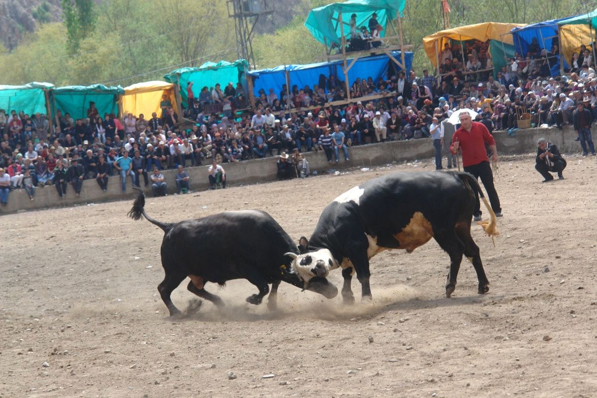 Yusufeli\'nde Derekapı Boğa Güreşleri Sona Erdi