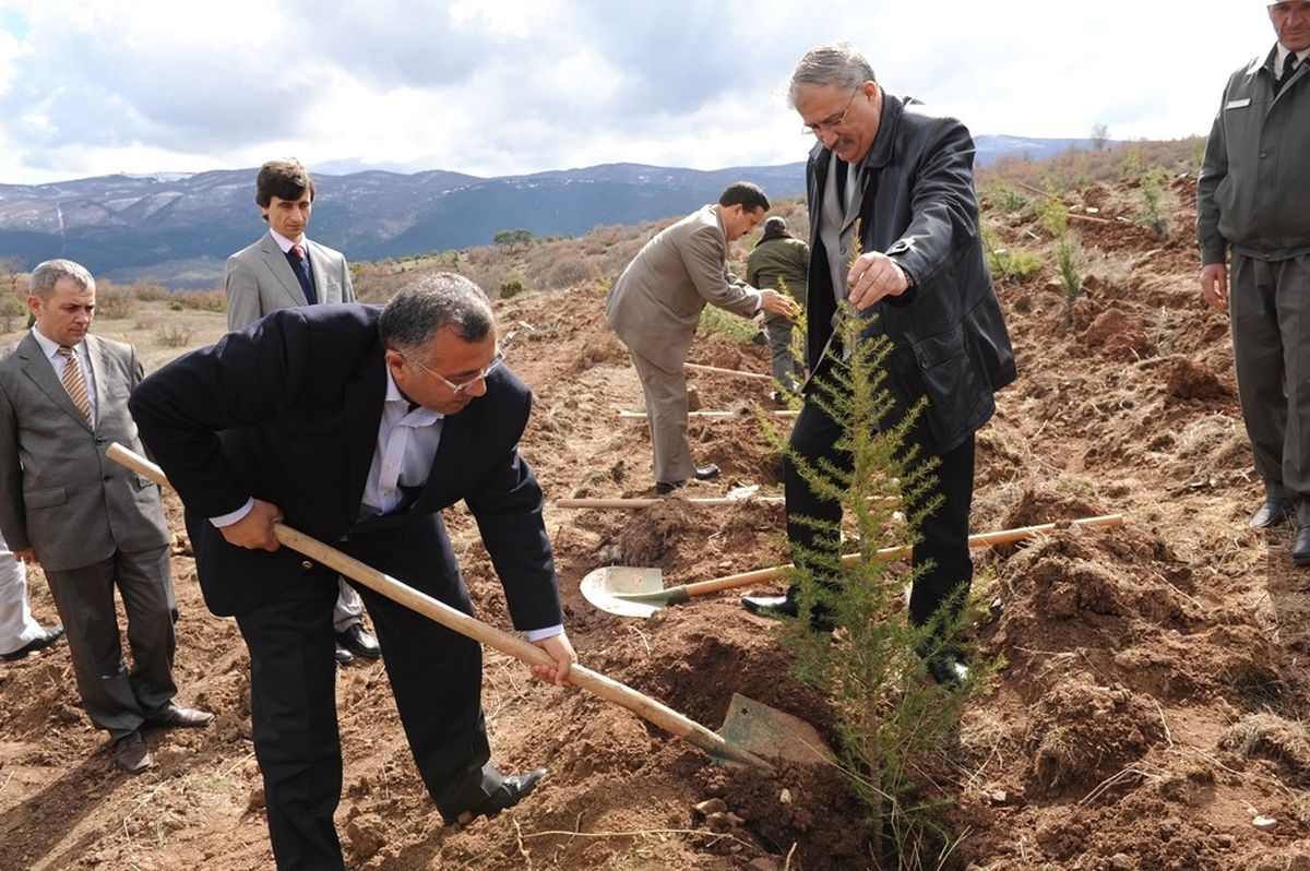 Dpü Ağaçlandırıldı