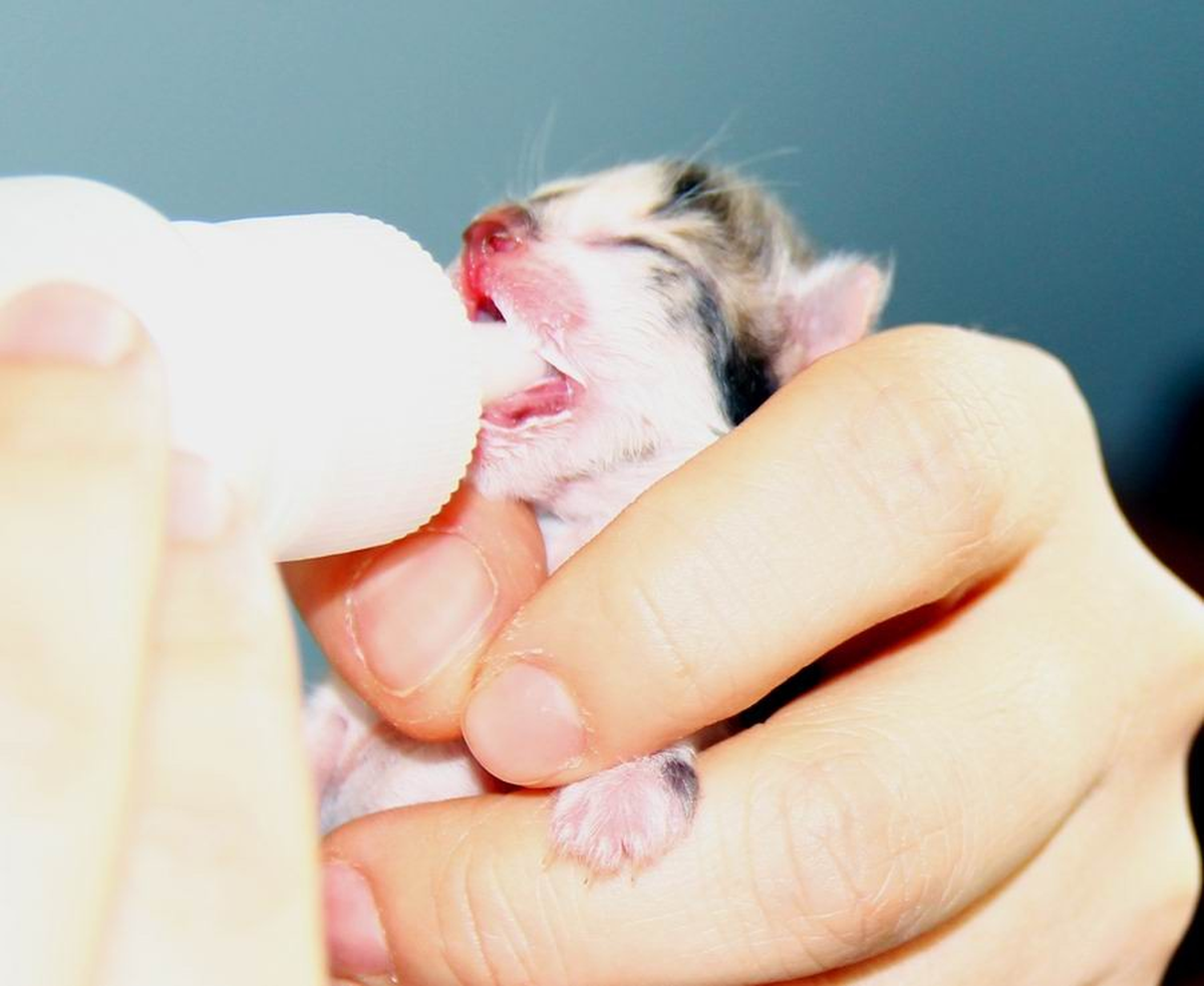 Kedi Yavrularını Belediye Kapısına Bırakıp Kaçtılar