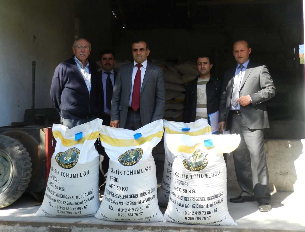 Osmancık'ta 11 Ton Çeltik Tohumu Dağıtıldı
