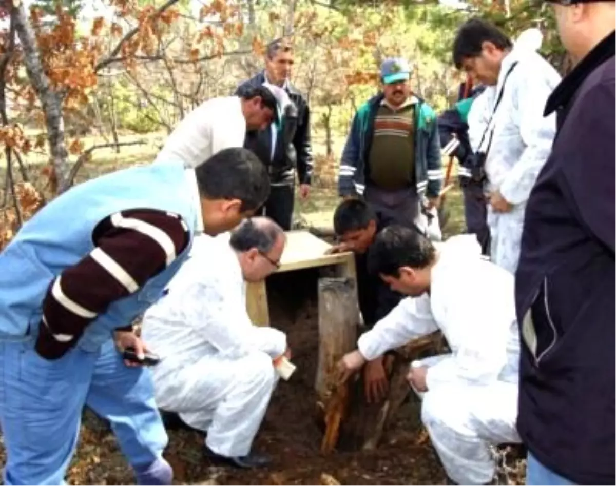 Eskişehir\'de 25 Karınca Yuvası Nakledilecek